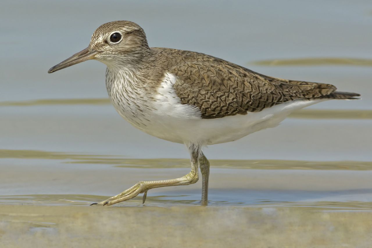 Piro piro piccolo (Actitis hypoleucos)